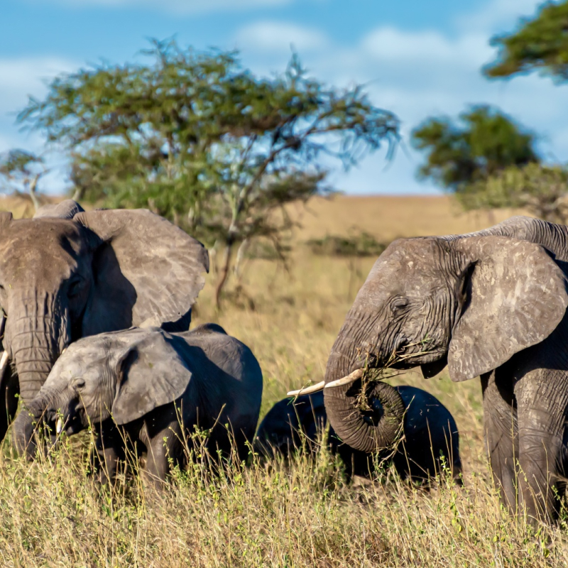 blog_kenia 10