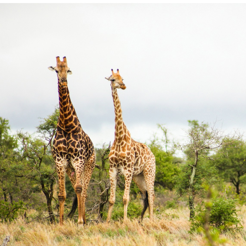 blog_kenia 11