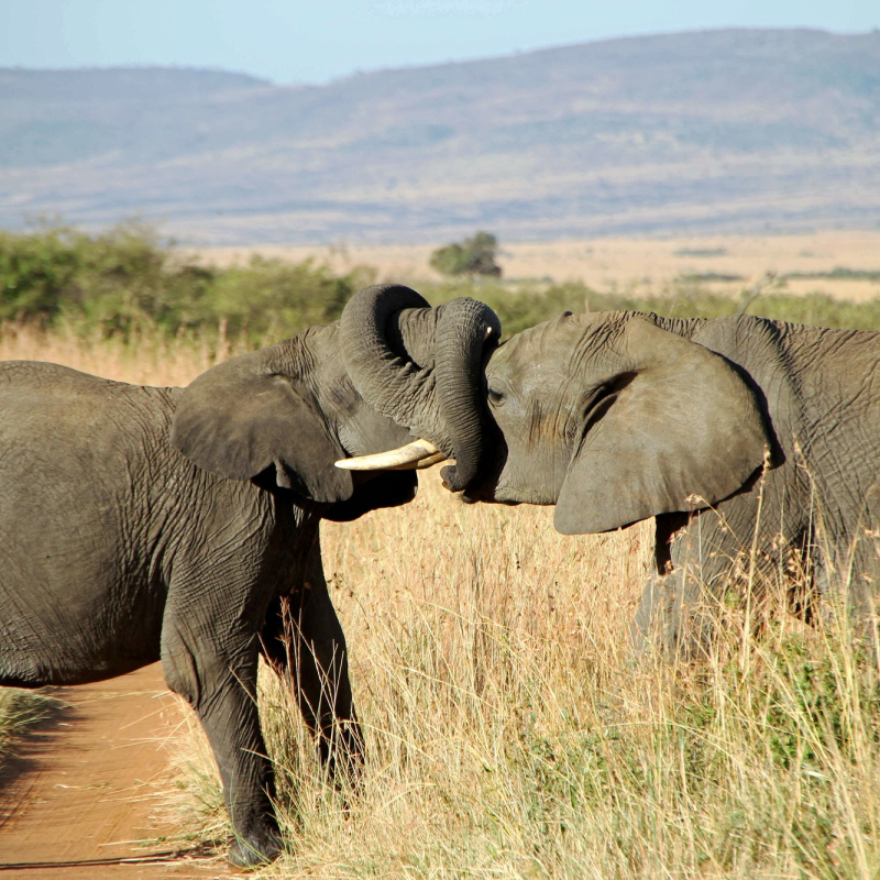 blog_kenia 15